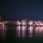臥竜公園の夜桜
