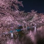 臥竜公園の夜桜