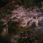 臥竜公園の夜桜