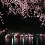 臥竜公園の夜桜