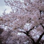臥竜公園の桜