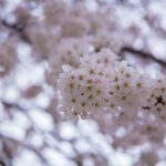 臥竜公園の桜