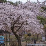 臥竜公園の桜