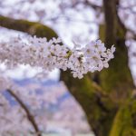 臥竜公園の桜