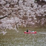 臥竜公園の桜
