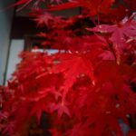 写真撮るの好き