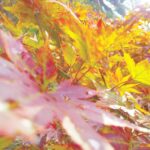 写真撮るの好き
