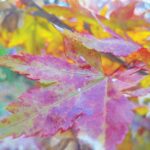 写真撮るの好き