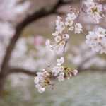 臥竜公園の桜