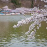臥竜公園の桜