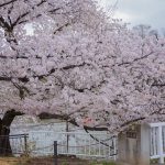 臥竜公園の桜