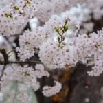 臥竜公園の桜