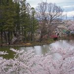 須坂市臥竜公園の桜