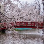 臥竜公園の桜