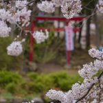 臥竜公園の桜