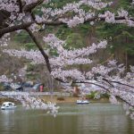 臥竜公園の桜