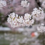 臥竜公園の桜