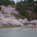 臥竜公園の桜