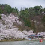 臥竜公園の桜