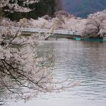 臥竜公園の桜
