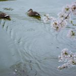 臥竜公園の桜
