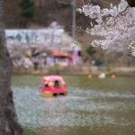臥竜公園の桜