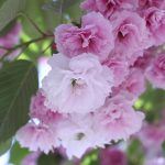 須坂市桜木町通りの桜