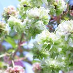 須坂市桜木町通りの桜