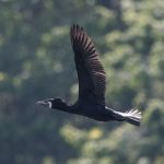 森林公園のカワウ