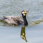 森林公園のカワウ