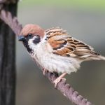 臥竜公園のスズメ