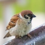 臥竜公園のスズメ