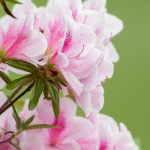 臥竜公園のツツジ
