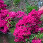 臥竜公園のツツジ