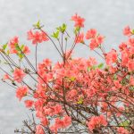 臥竜公園のツツジ