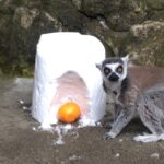 ワオキツネザル