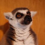 ワオキツネザル