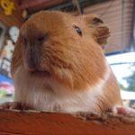 ハムスター
