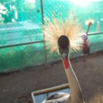 ホオジロカンムリヅル