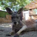 アカカンガルー