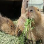 カピバラさんお食事中