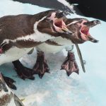 ヤジ飛ばし