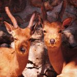 須坂市動物園フォトコンテスト応募写真