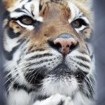 須坂市動物園フォトコンテスト