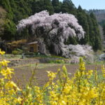 須坂市豊丘大日向観音堂しだれ桜