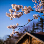 元気村の桜