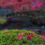 揚輝荘のもみじ