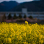 須坂市の菜の花畑