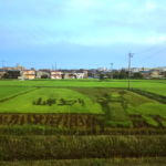 田んぼアート