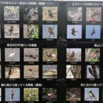 水辺の鳥